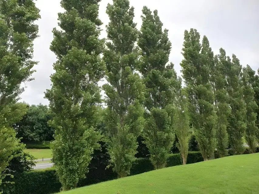 Row of tall slender Lombardy Poplar trees with dense green foliage on grassy slope under overcast sky
