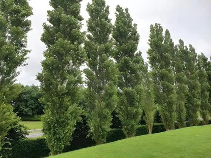 Row of tall slender Lombardy Poplar trees with dense green foliage on grassy slope under overcast sky