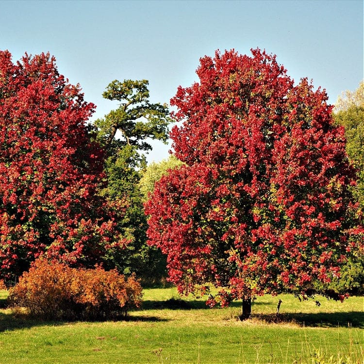 Vibrant red maple tree with dense foliage in autumn park for Red Maple Seedlings