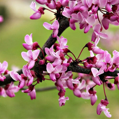 Redbud seedlings: cluster of delicate pink blossoms on dark brown branch