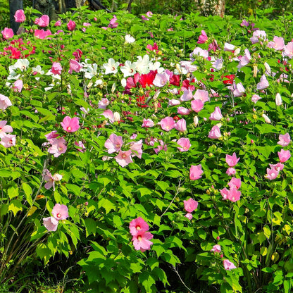 Rose Mallow: vibrant pink, white, red hibiscus flowers in lush green foliage
