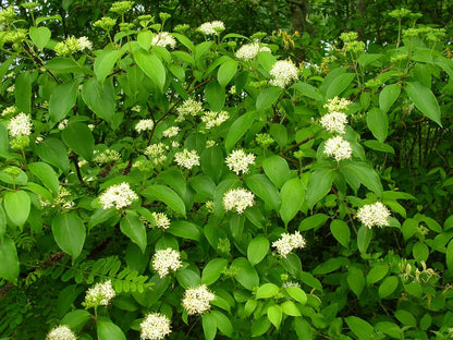 Silky Dogwood bush with lush green leaves and delicate white flower clusters