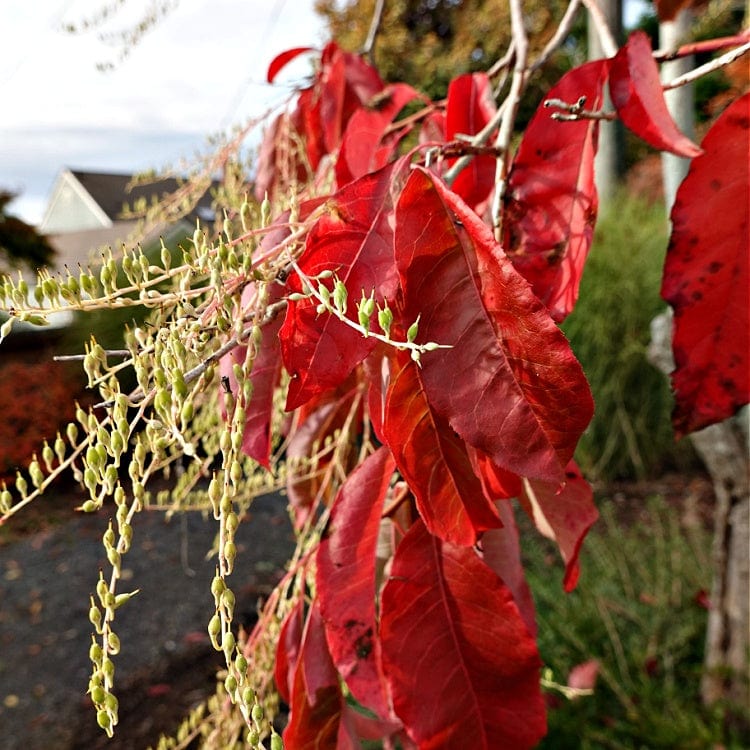 Vibrant red glossy leaves and green buds on Sourwood Tree Seedlings