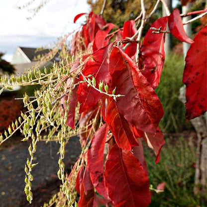 Vibrant red glossy leaves and green buds on Sourwood Tree Seedlings