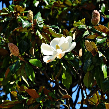 Pristine Southern Magnolia flower with delicate white petals and yellow center amid green leaves