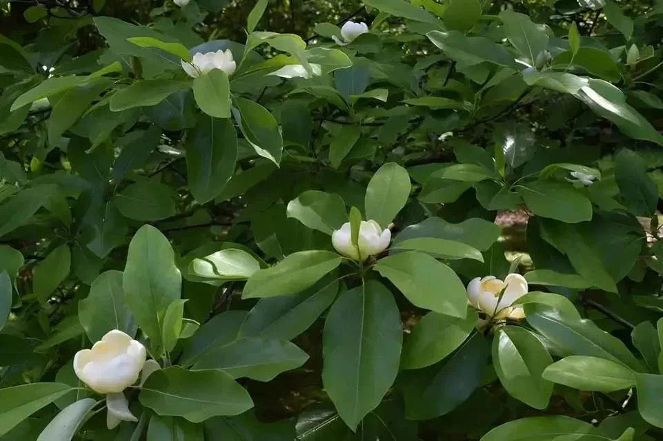 White Sweet Bay Magnolia flowers with delicate petals and lush green leaves