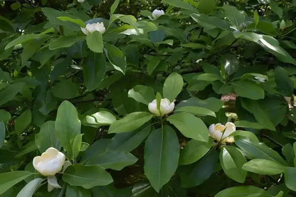 White Sweet Bay Magnolia flowers with delicate petals and lush green leaves