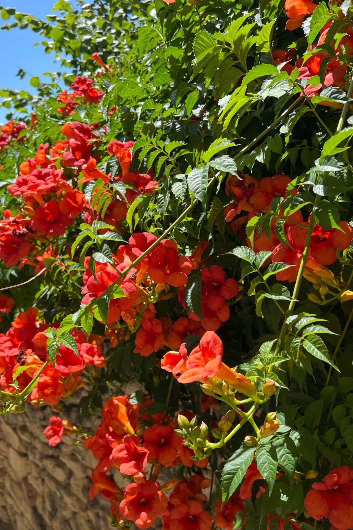 Vibrant orange trumpet-shaped Trumpet Vine flowers climbing stone wall