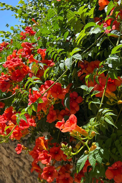 Vibrant orange trumpet-shaped Trumpet Vine flowers climbing stone wall