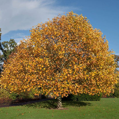 Majestic Tulip Poplar tree with vibrant golden-yellow leaves against blue sky