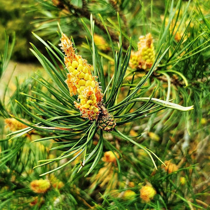 Vibrant yellow pine cone among green needles on Virginia Pine Seedlings