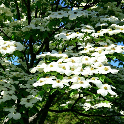 White Dogwood tree with delicate white flowers and green leaves