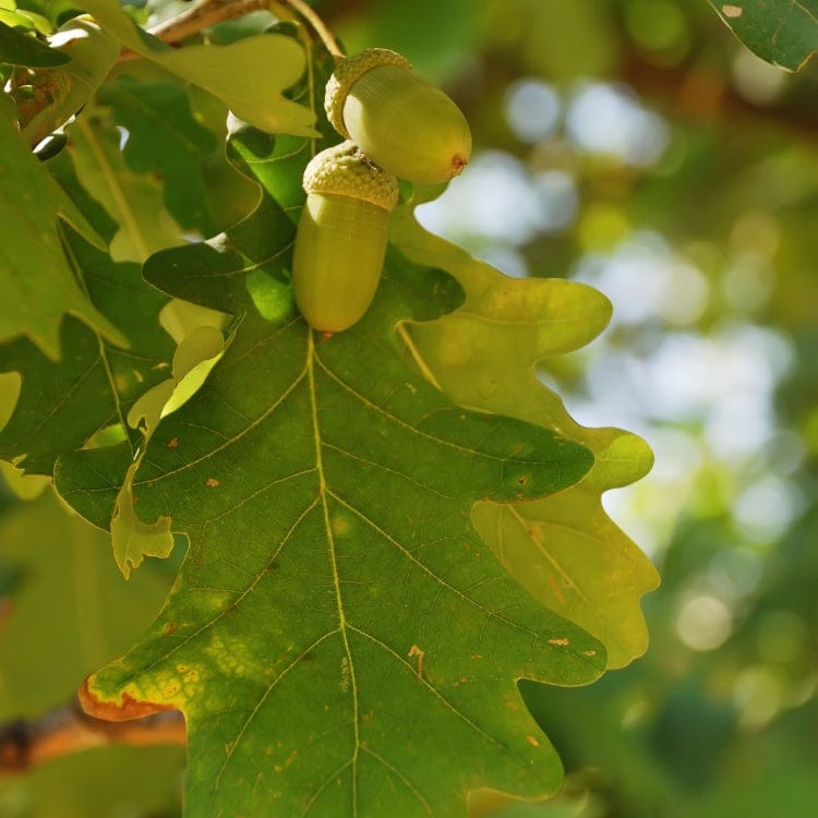 Two green white oak acorns with textured caps and serrated leaves on branch
