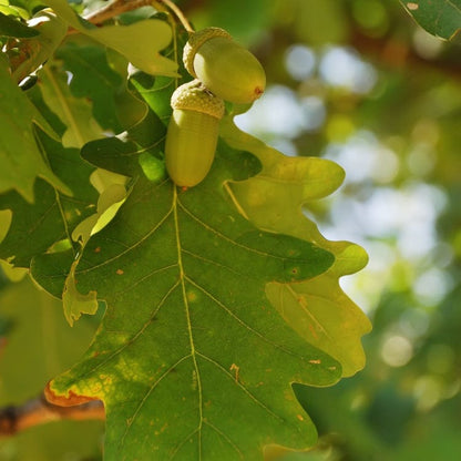 Two green white oak acorns with textured caps and serrated leaves on branch