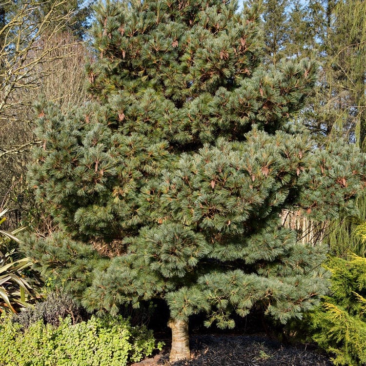 White Pine Seedlings: dense evergreen tree with vibrant green needles, sturdy trunk