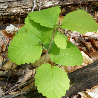 Vibrant Witch Hazel seedlings with broad green leaves on slender stems amid brown foliage