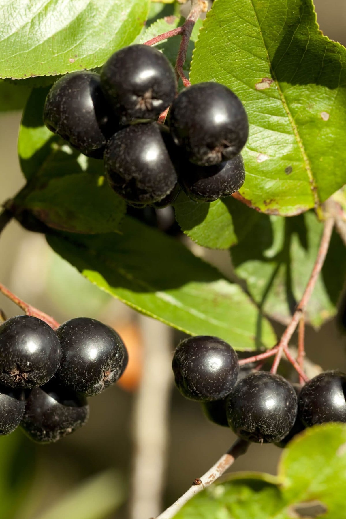 Black chokeberry clusters of glossy black berries on green leaves