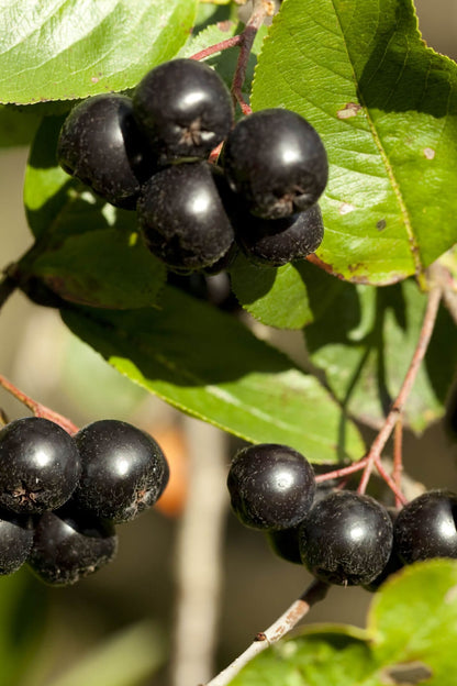 Black chokeberry clusters of glossy black berries on green leaves