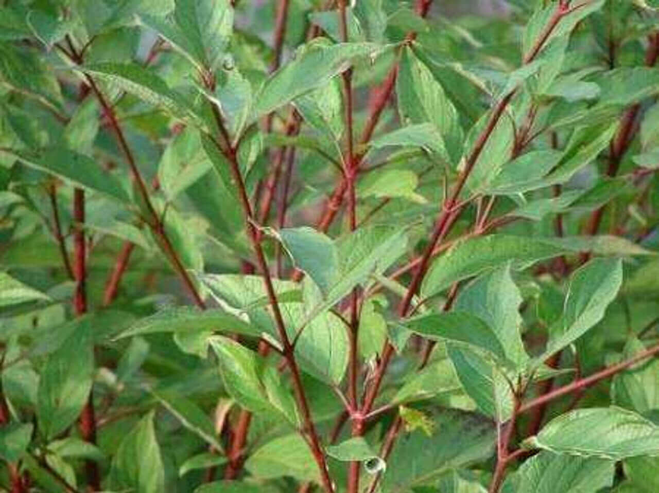 Red Twig Dogwood bush with vibrant red stems and glossy oval leaves
