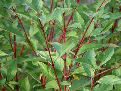 Red Twig Dogwood bush with vibrant red stems and glossy oval leaves