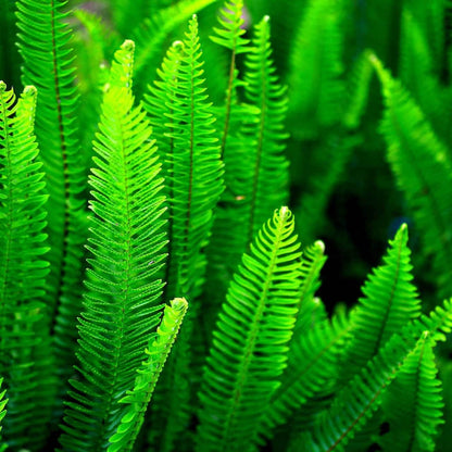 Vibrant green fern fronds in Fern Variety 25 Plants pack