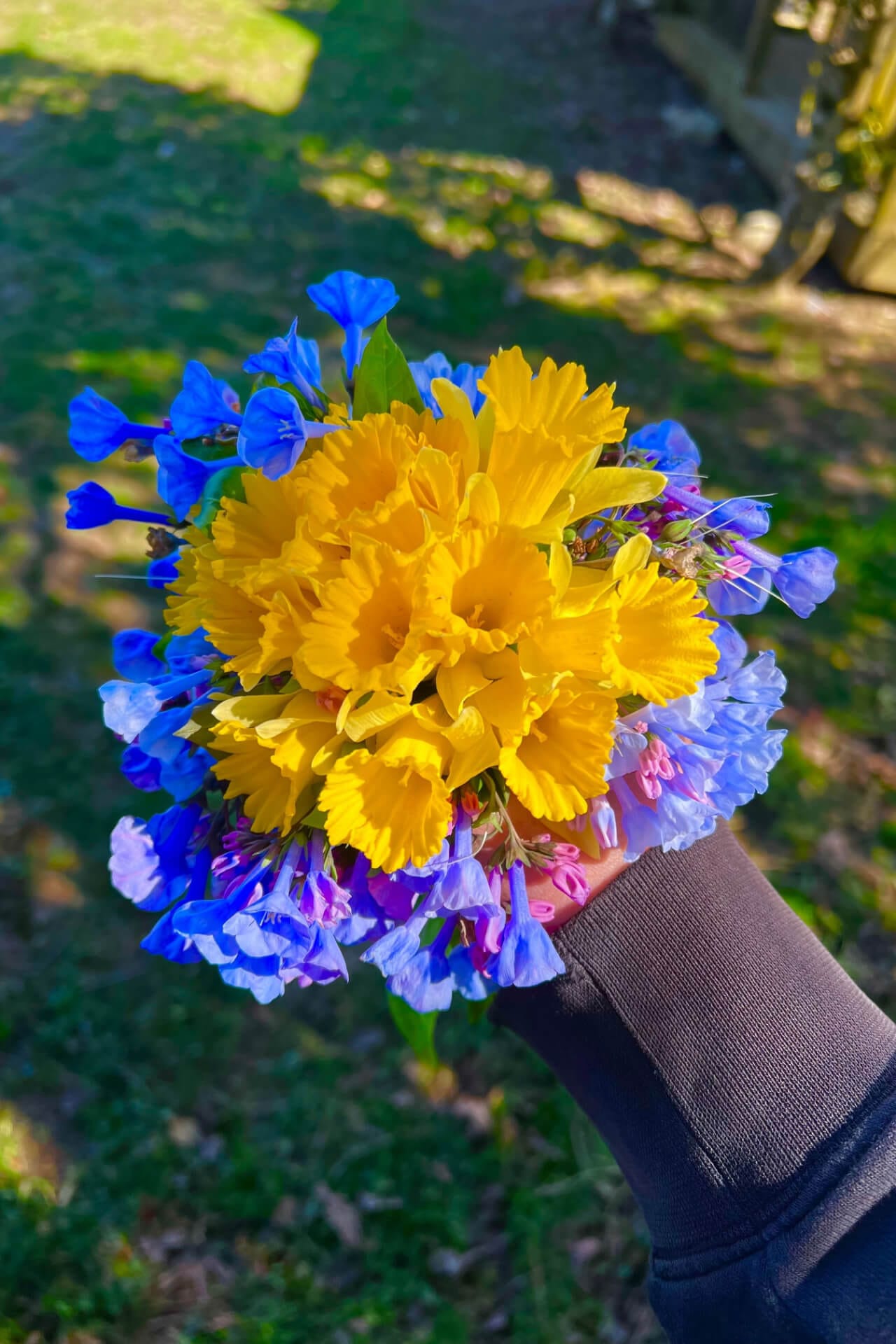 Hand holding vibrant yellow blue Flowering Perennials 10 Plants bouquet
