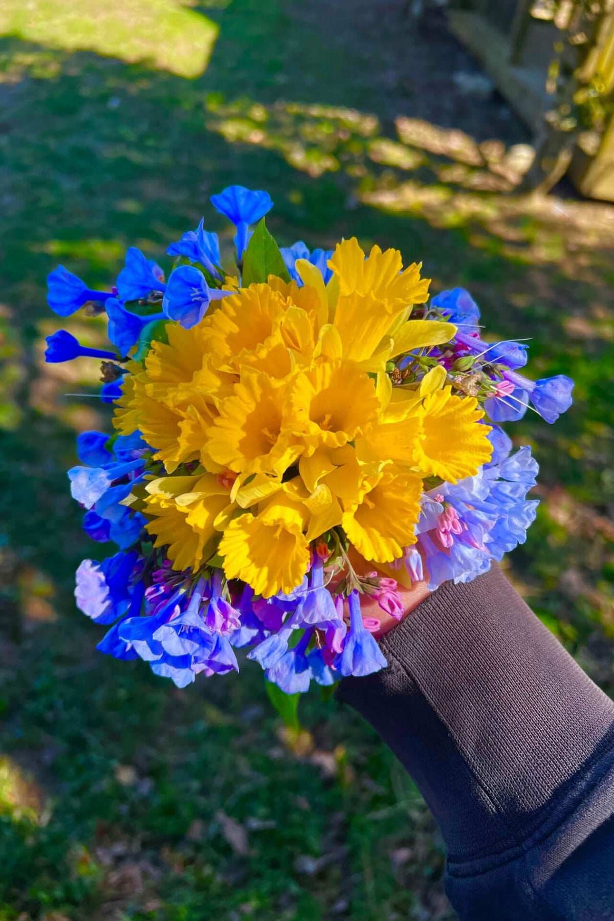 Hand holding vibrant yellow blue Flowering Perennials 10 Plants bouquet