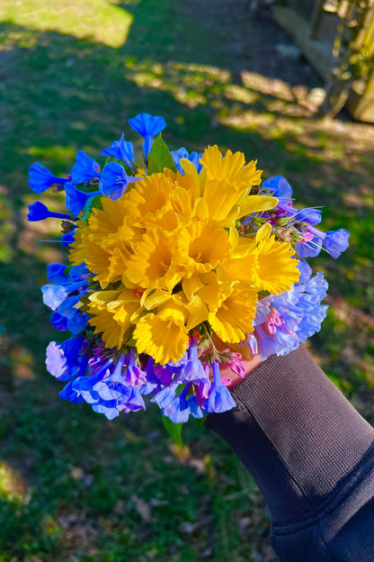 Hand holding vibrant yellow blue Flowering Perennials 10 Plants bouquet