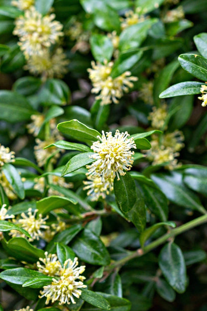 Tiny yellow spiky flowers on Green Mountain Boxwood glossy green leaves