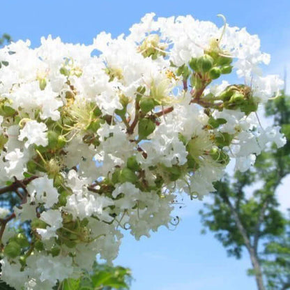 Natchez Crepe Myrtle white blossoms with green buds on blue sky