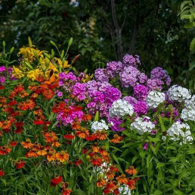 Vibrant perennial grab bag garden with colorful phlox and coneflowers