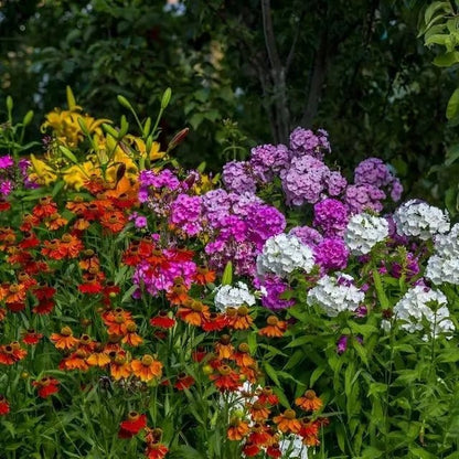 Vibrant perennial grab bag garden with colorful phlox and coneflowers