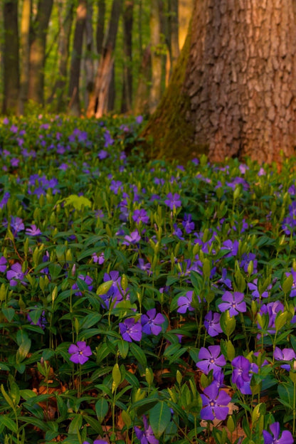 Vibrant purple periwinkle flowers carpeting forest floor under tree in Perennials Package - 10 Plants