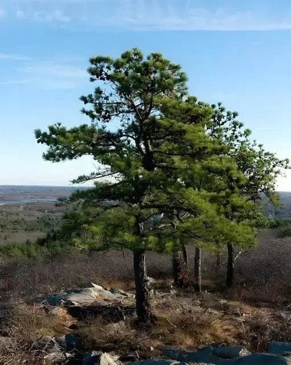Tall Pitch Pine Tree with dense green needles against blue sky