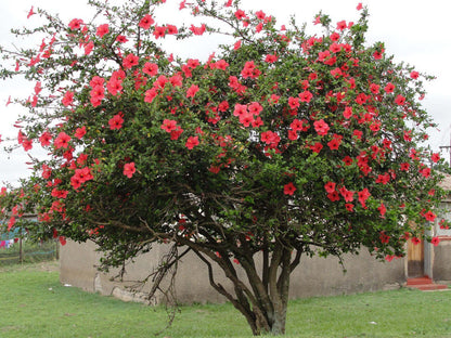 Vibrant red hibiscus bush with lush dark green leaves in Red Hibiscus product