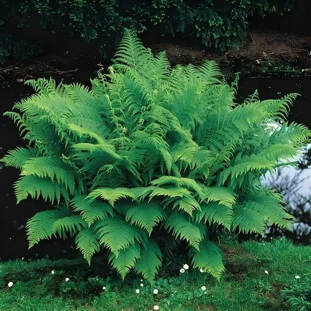 Lush green fern bush with feathery fronds in Shade Fern Package 10 plants