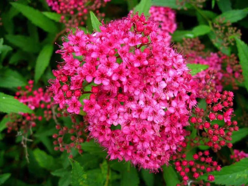 Vibrant Spiraea Japonica pink flowers with delicate petals amid green foliage