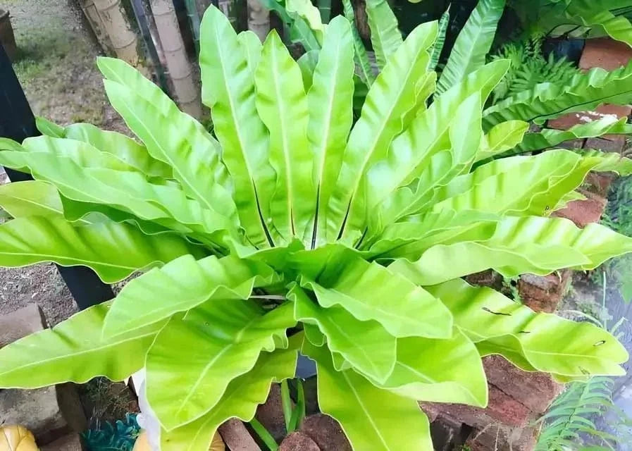 Vibrant green waxy leaves of Walking Fern radiate from center