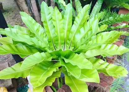 Vibrant green waxy leaves of Walking Fern radiate from center