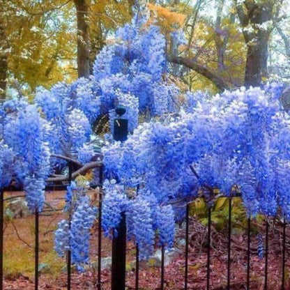 Vibrant blue wisteria blossoms cascading from Wisteria Tree trellis