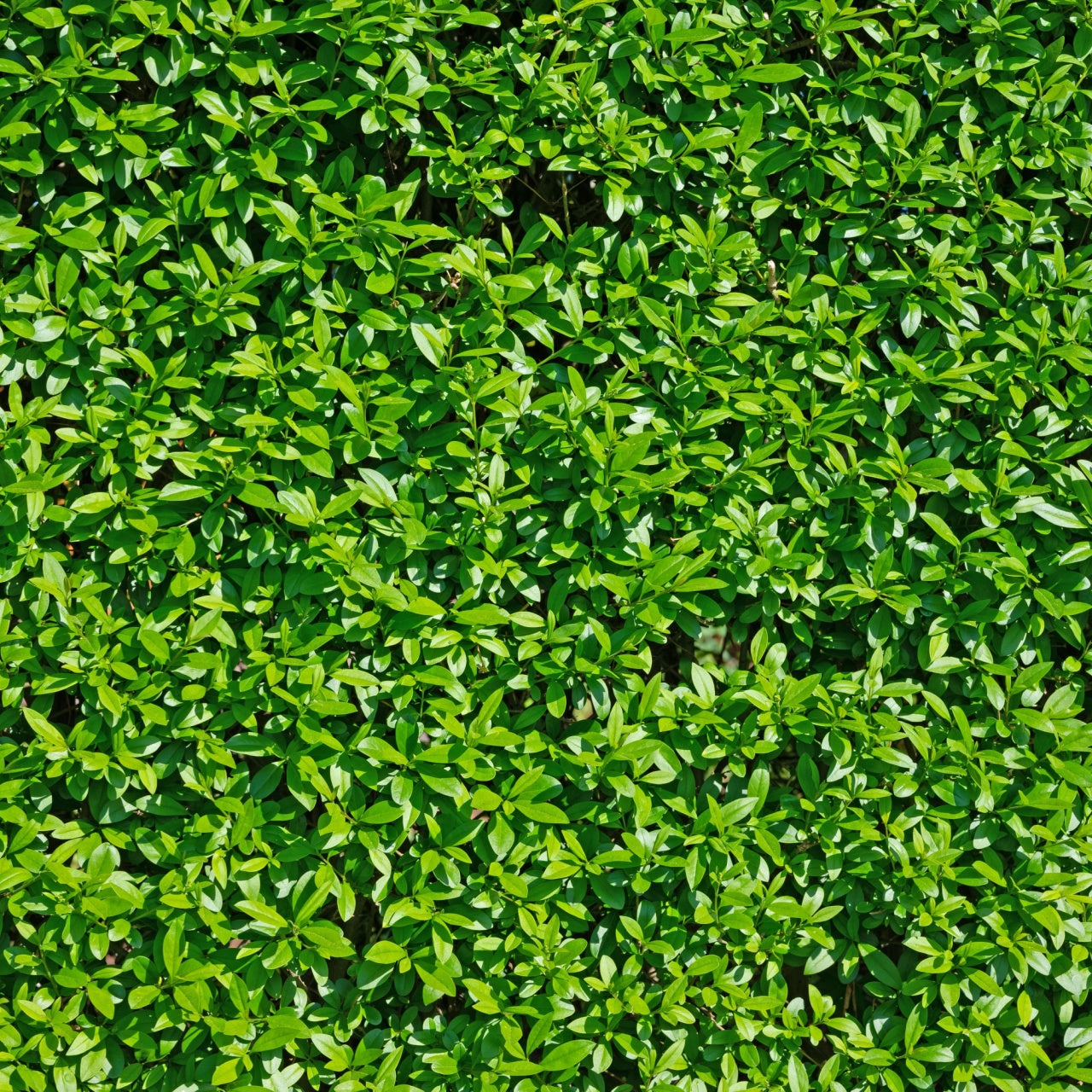 California Privet Foliage