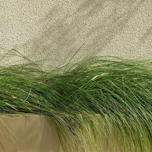 Carex Pensylvanica - 10 Pack