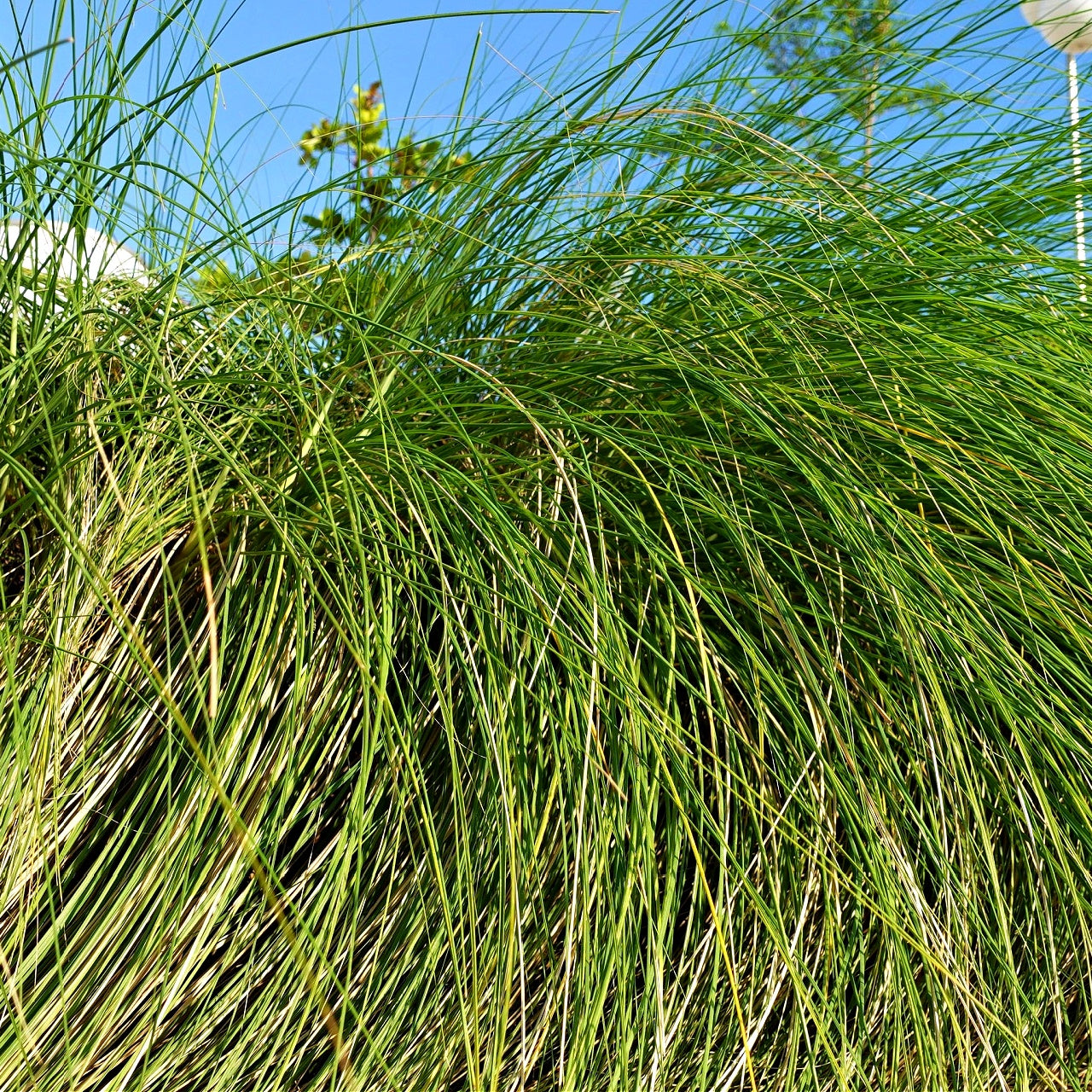 Carex Pensylvanica Grass