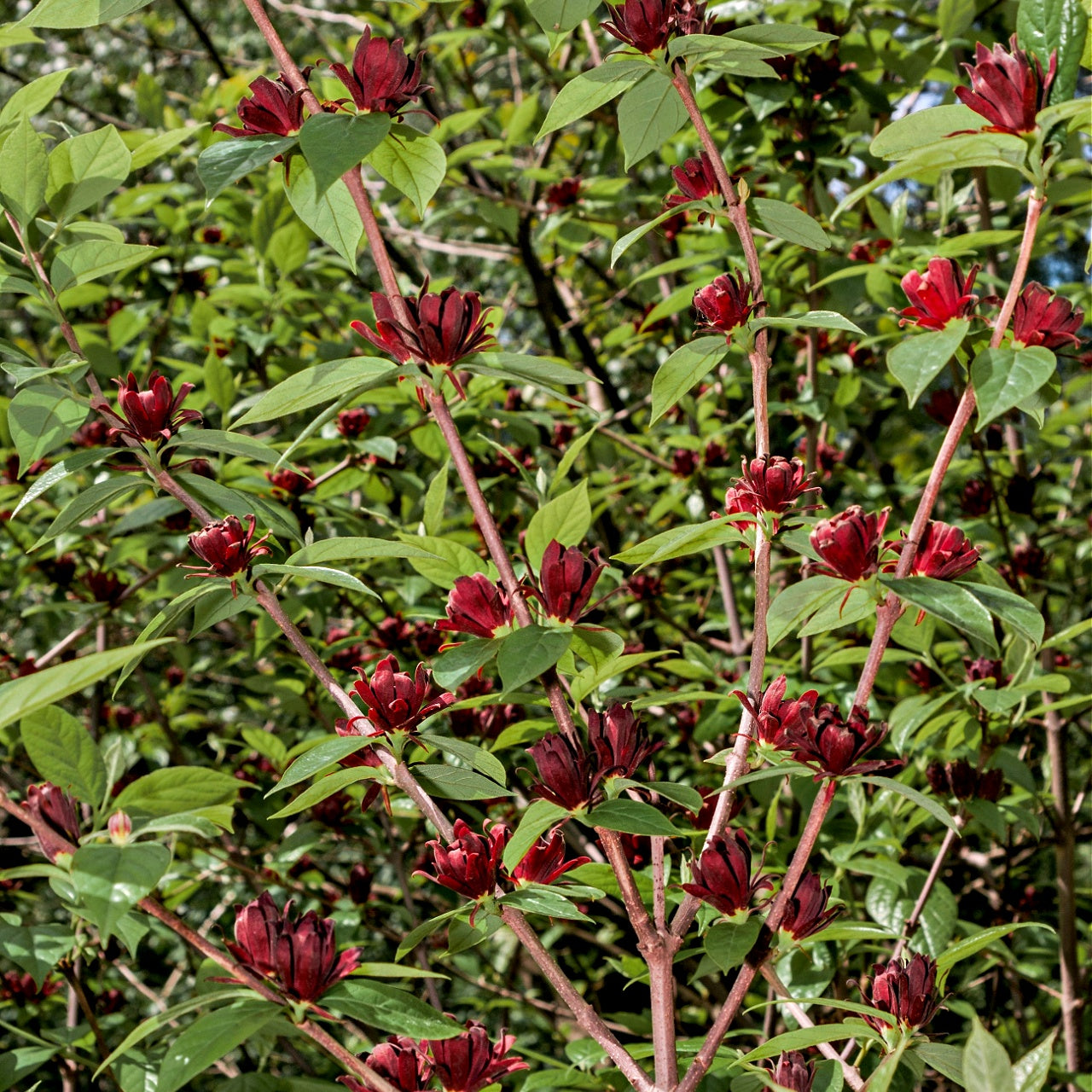 Carolina Allspice