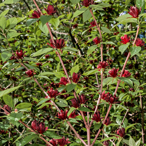 Carolina Allspice