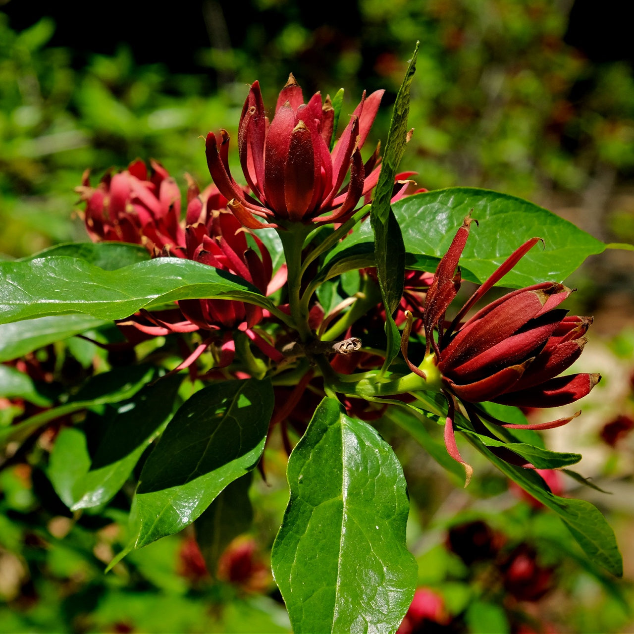 Carolina Allspice Bloom