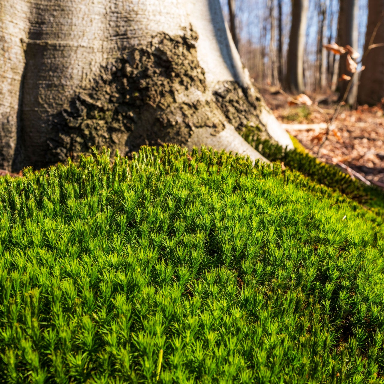 Carpet Moss On Tree