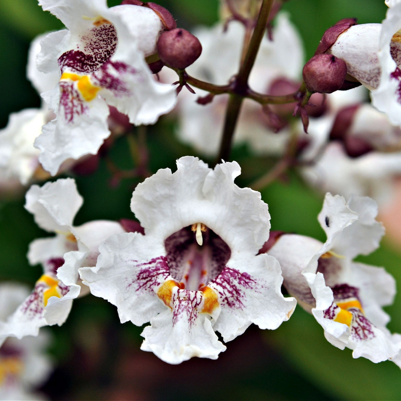 Catalpa Tree