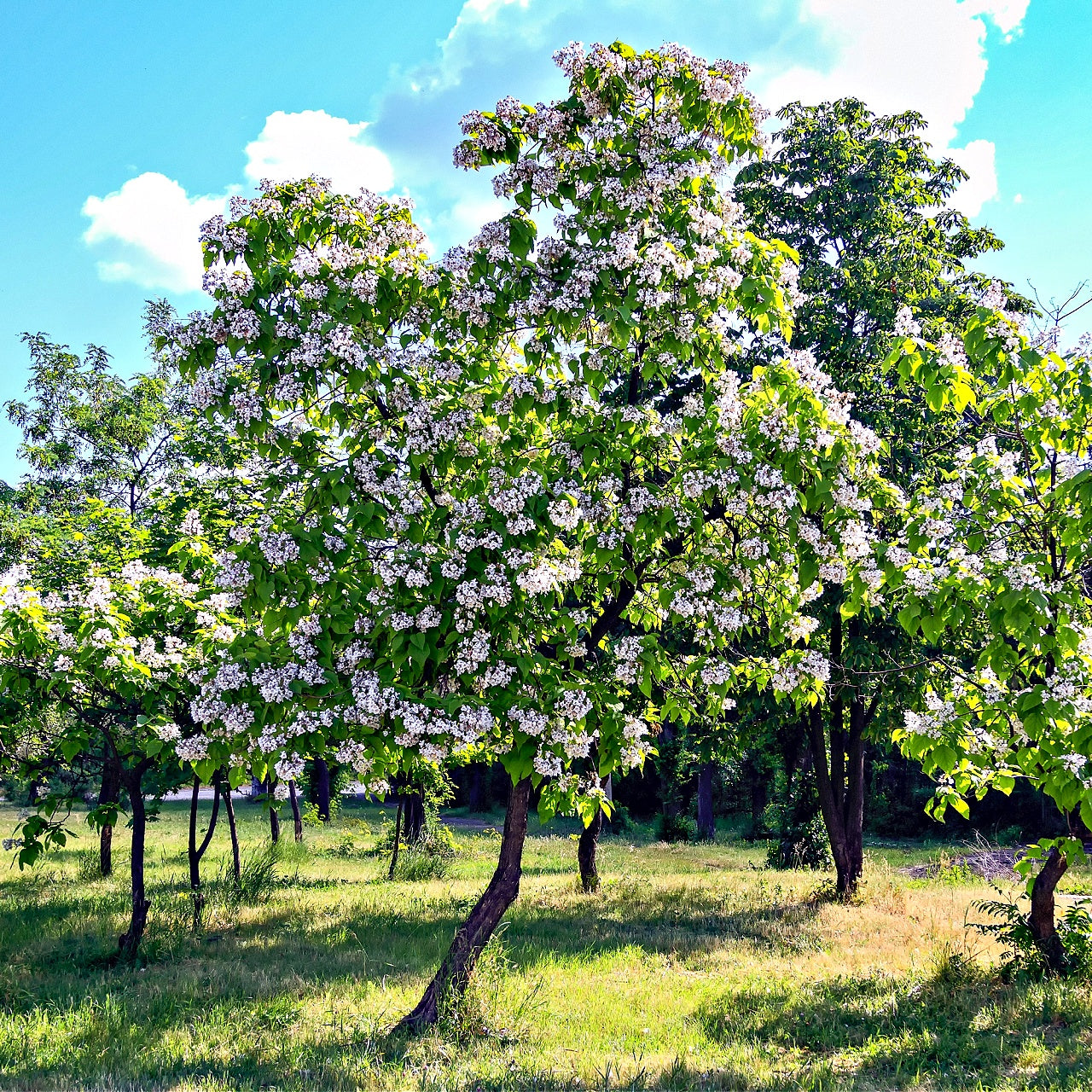 Catalpa Trees