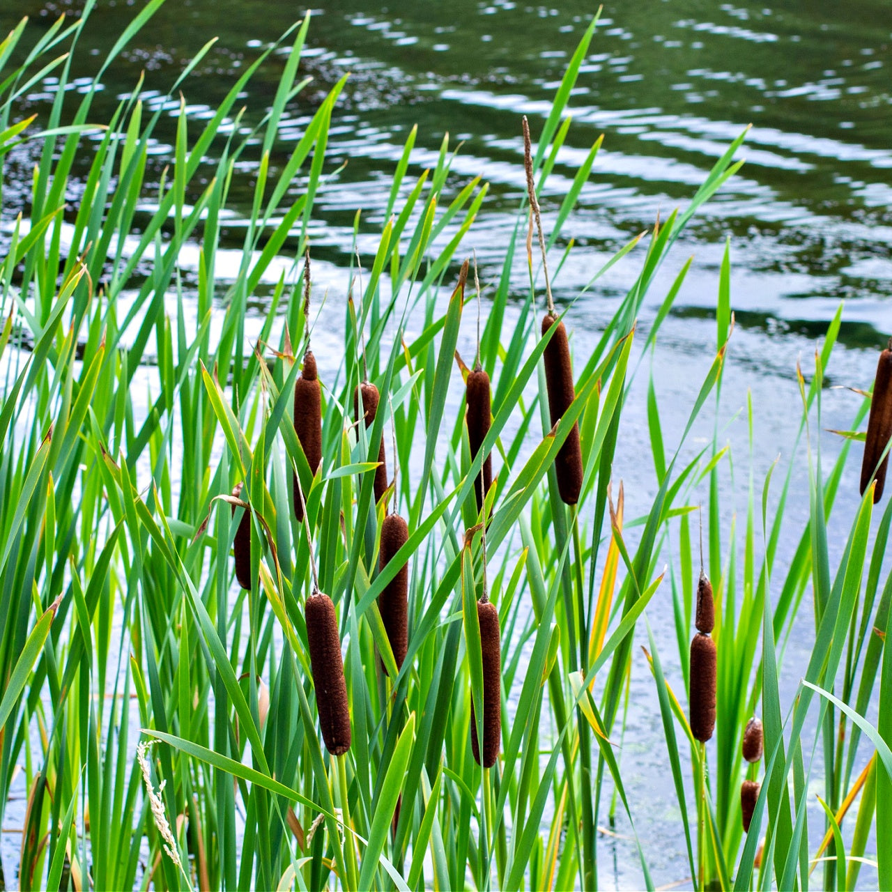 Cattail Plant